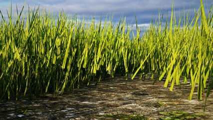 Obraz premium grass in the field