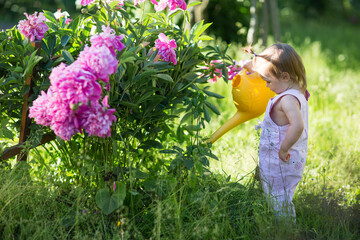 child waters peony flowers from watering can in summer garden on sunny day