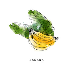 Watercolor vector illustration of bananas