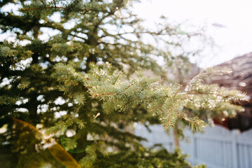 Closeup of pine branch in soft sun light.