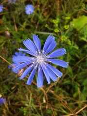 blue flower