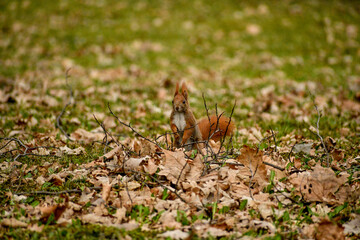Squirrel on the ground