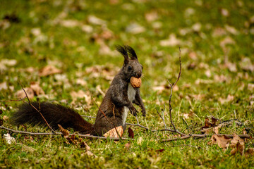 Squirrel with nut