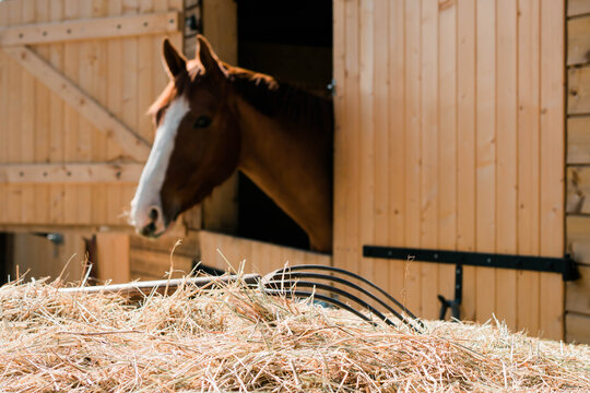 cheval  qui mange du foin