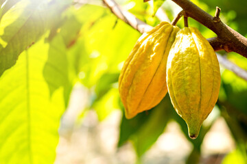 Cacao tree with cacao pods in a organic farm..