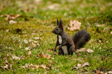 Naklejka premium Squirrel in the grass