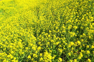 春の江戸川土手に咲く満開の菜の花