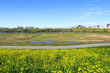 菜の花満開の江戸川土手から見る水溜りのある河川敷風景