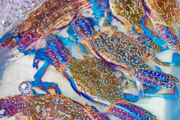 Seafood live crabs shellfish crustaceans Thai market China Town Bangkok.