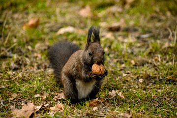 Naklejka na ściany i meble Squirrel with nut