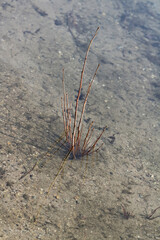 Weidentriebe im Wasser