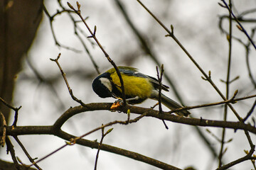Fototapeta premium Great tit on a branch