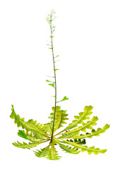 3D Rendering Shepherds Purse Plant on White