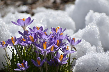 Crocus flowers in spring