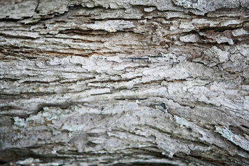 Bark wooden texture background , close up