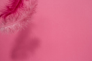 Pink and lilac feathers of a bird on a pink neon background with dark shadows