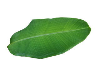 Obraz premium green banana leaf isolated on white