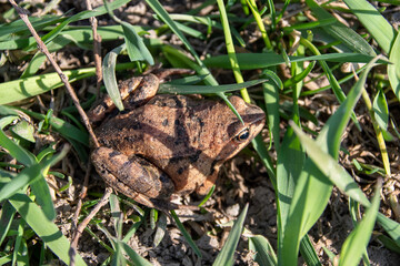 The common frog (Rana temporaria), also known as the European common frog, European common brown frog, or European grass frog sitting on the green grass.