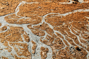 Oceanic Posidonia remains on the shore