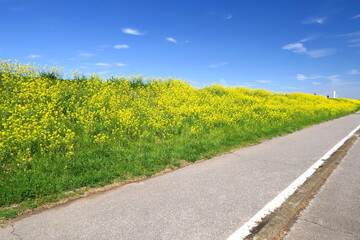 満開の菜の花咲く江戸川土手とサイクリング道路風景