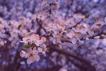 Blooming apple blossoms, blooming cherry blossoms, spring time, copy space, Bokeh