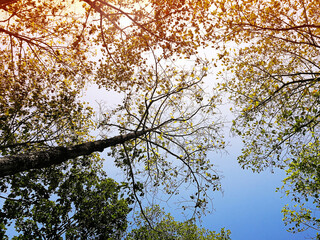 branches against blue sky