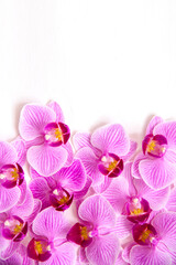 Orchid flower on a white background. The flowers are purple in color. Delicate and beautiful inflorescence.