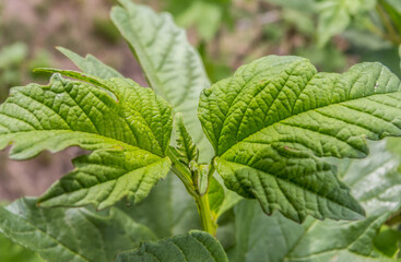 Macro details of green leaves