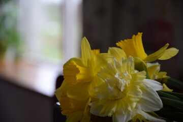 Daffodils bouquet and home background with window