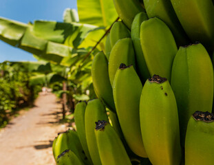 Tropical bananas 