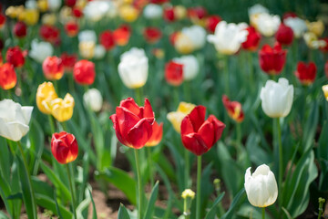 Obraz premium チューリップ