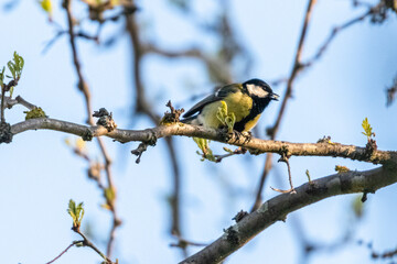 blue tit on a tree