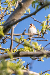 European goldfinch in a tree