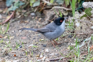 Fototapeta premium melanocephalic warbler in a garden