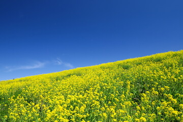 Obraz premium 菜の花満開の江戸川土手風景