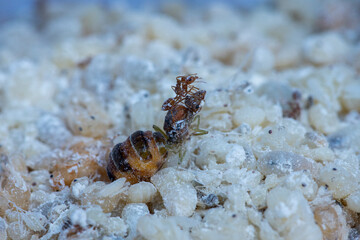 Close up of Queen ant and Red Ant Egg