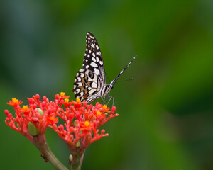 Lime butterfly resting on some red flowers