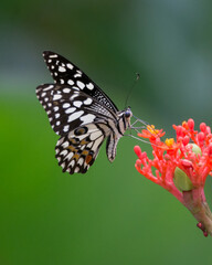 Lime butterfly feeding on nectar from some red flowers