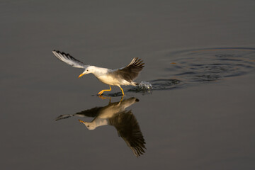 Slender-billed gull running on water