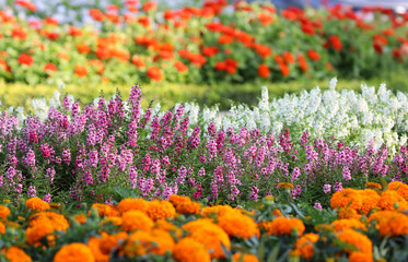 Colorful flowers freshness and blooming in the front yard beautiful background