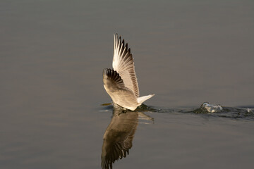 Slender-billed gull with it's head submerged in water