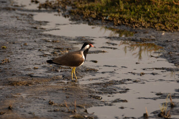 Red-wattled Lapwing in the marshes