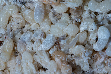 Close up of Red Ant Egg