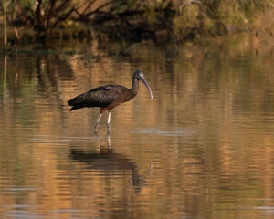 Glossy Ibis in the shallow waters of a mangrove