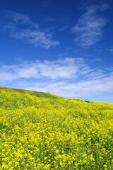 Fototapeta premium 菜の花満開の江戸川土手風景