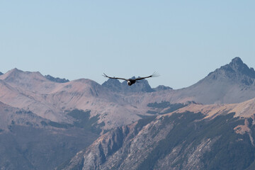 Fototapeta na wymiar Condor