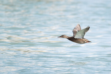 Fototapeta na wymiar mallard duck female flying over water