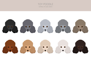 Toy poodle clipart. Different poses, coat colors set