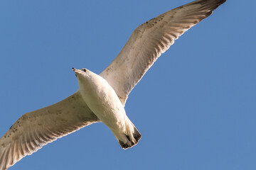 low angle view of gull flying against blue sky