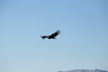 Condor